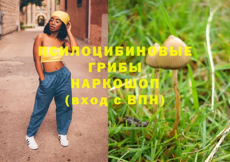 дарнет шоп  Вышний Волочёк  Галлюциногенные грибы Psilocybe 